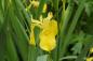 Preview: Iris pseudacorus | Sumpf-Schwertlilie